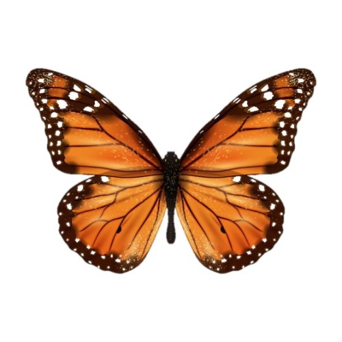 хьампIырашъу